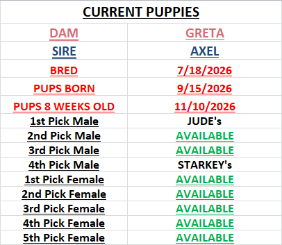 puppy availability